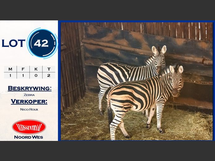 Zebra