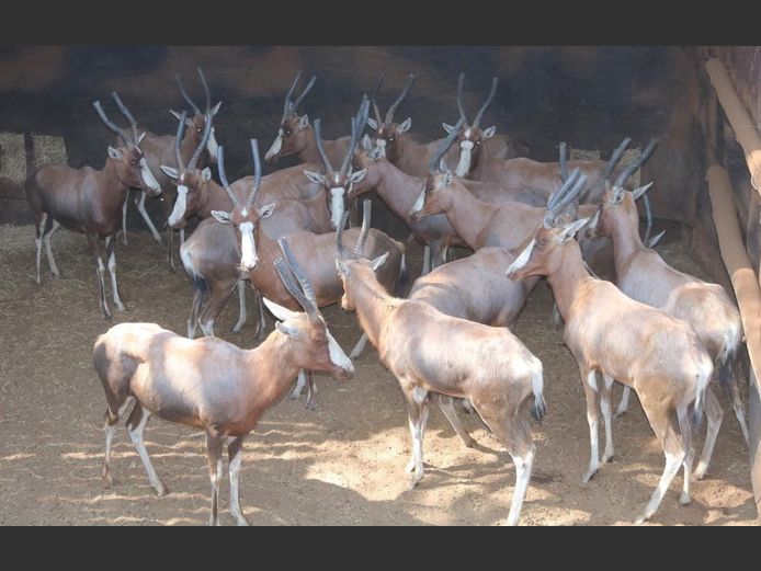 BLESBOK