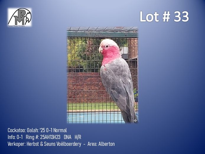 0-1 '25 Cockatoo: Galah: Normal - Herbst & Seuns Voëlboerdery