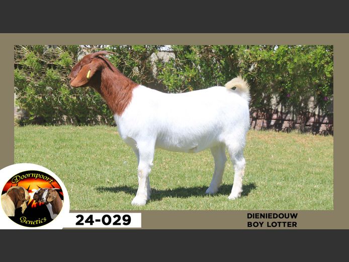 24-029  |  Boy Lotter - Dieniedouw