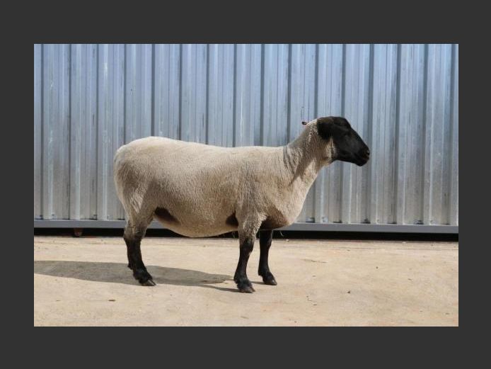 369230001 | GOOSEN SUFFOLK STOET