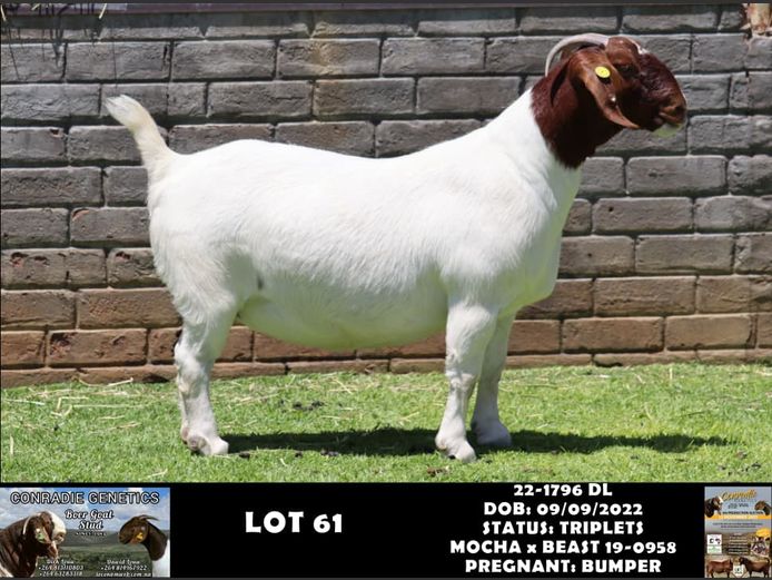 22-1796 DL | DAWID LOUW