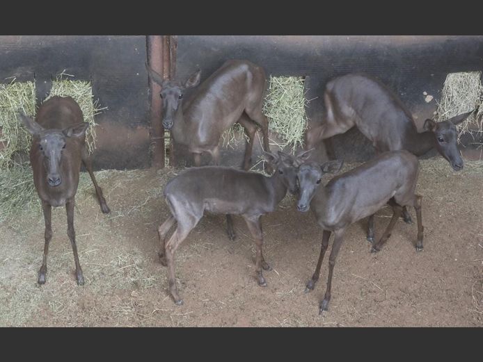 BLACK IMPALA