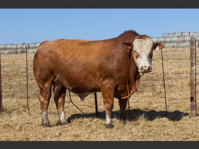 SE23141C | OUBOET BOERDERY