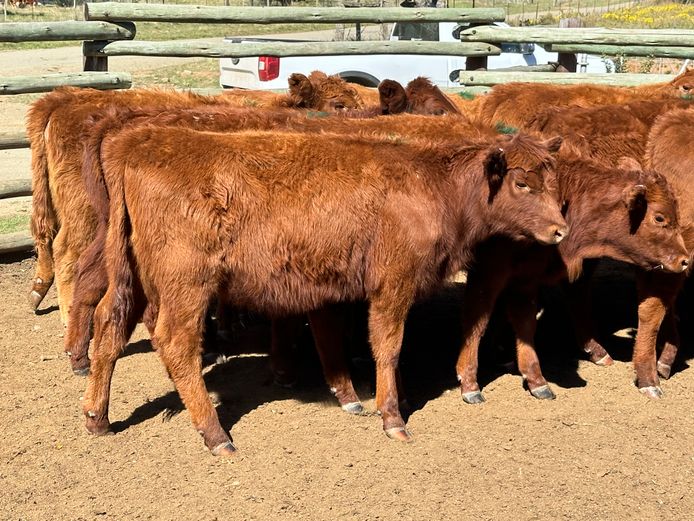 Weaners | D.H. Currie Farming Trust