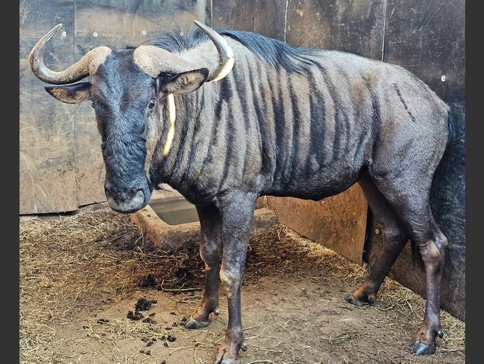 BLUE WILDEBEEST | DAGBREEK