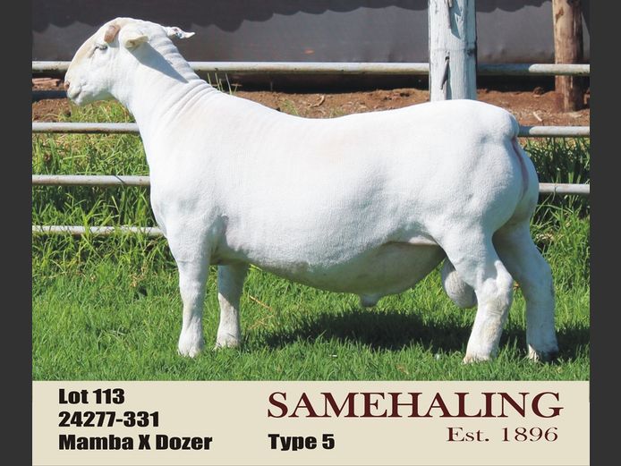 SAMEHALING WIT DORPERS | 24277