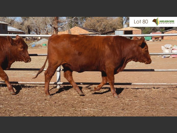 Kommersiële Vroulike Diere