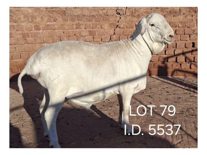 5537 | FRANCOIS VAN RENSBURG