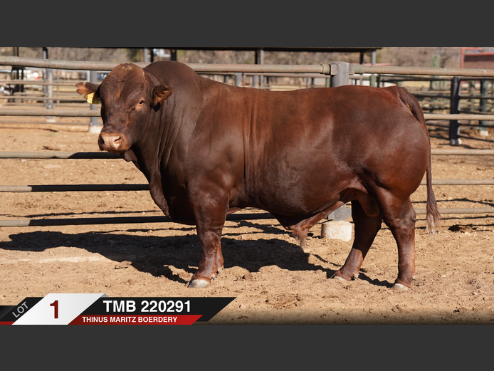 TMB220291 |  THINUS MARITZ BOERDERY