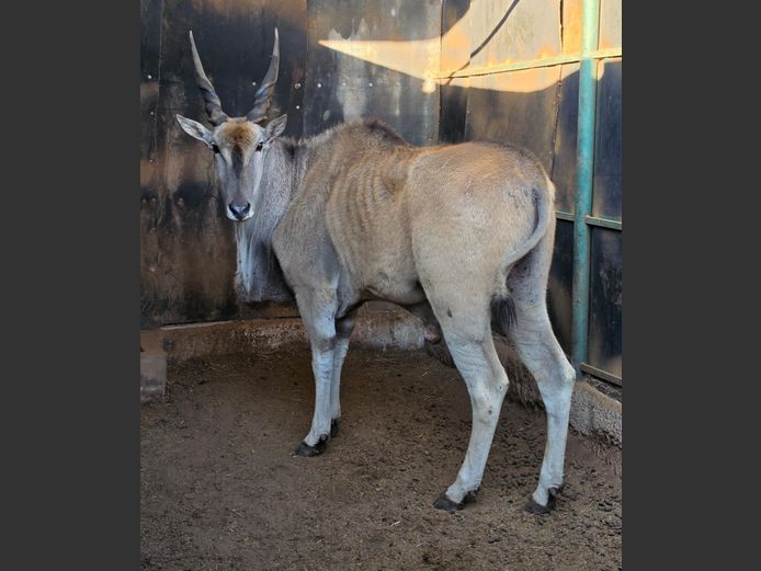 ELAND | VALLEY VIEW