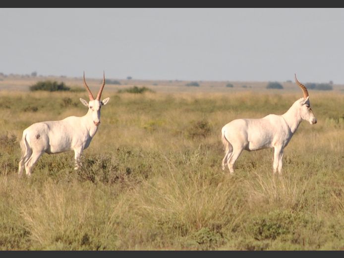 Wit Blesbok | Hennie Grobbelaar