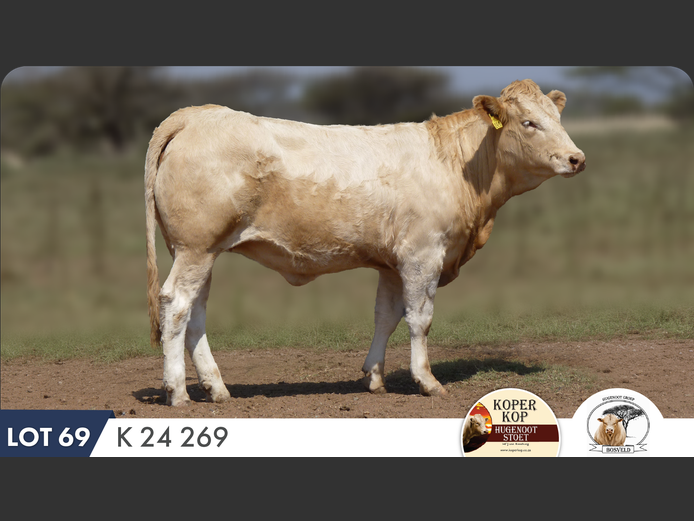 K240269 | KOPERKOP HUGENOOT STOET