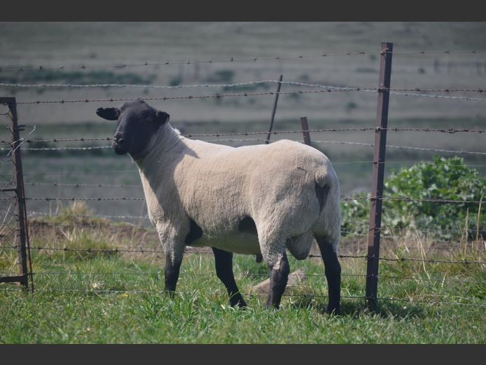 301 240071 | TWEESEUNS