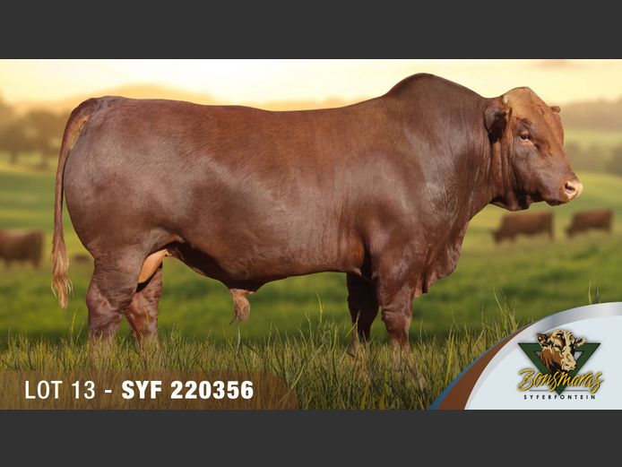 SYF220356 | SYFERFONTEIN BOERDERY