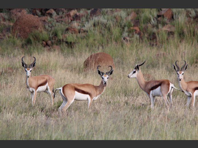Damara Springbok | Smith Broers