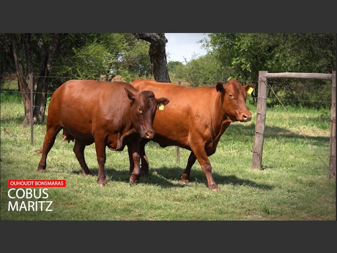 Commercial Female Animals -  Ouhoudt Bonsmaras - Settlers