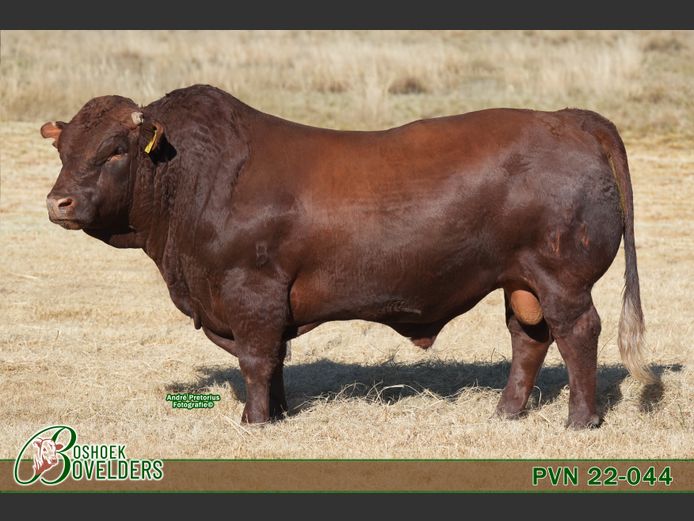 PVN220044 | Boshoek Bovelders