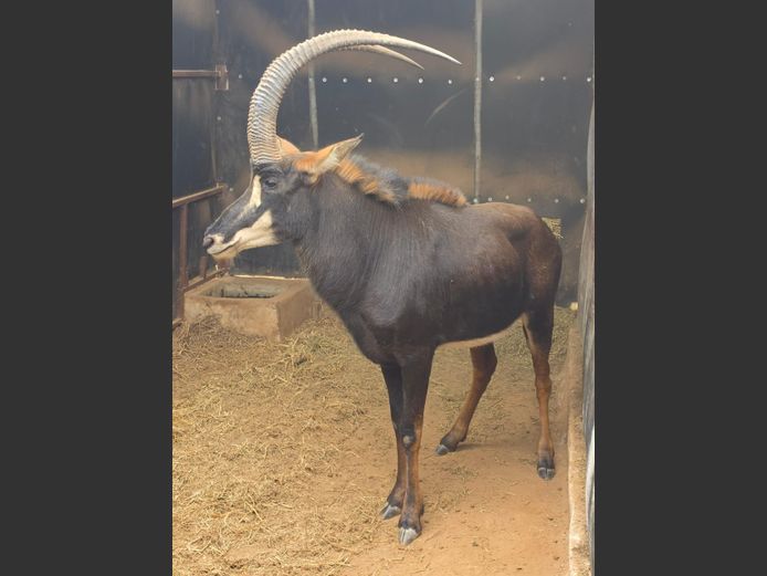 SABLE | IMPISI SAFARIS