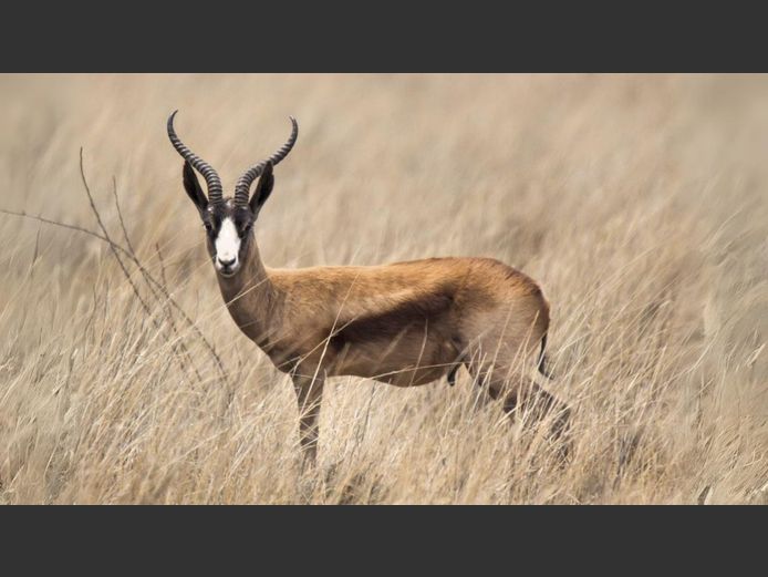 Copper Springbuck | Inyathi