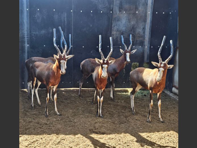 BLESBUCK | HS BODEMER