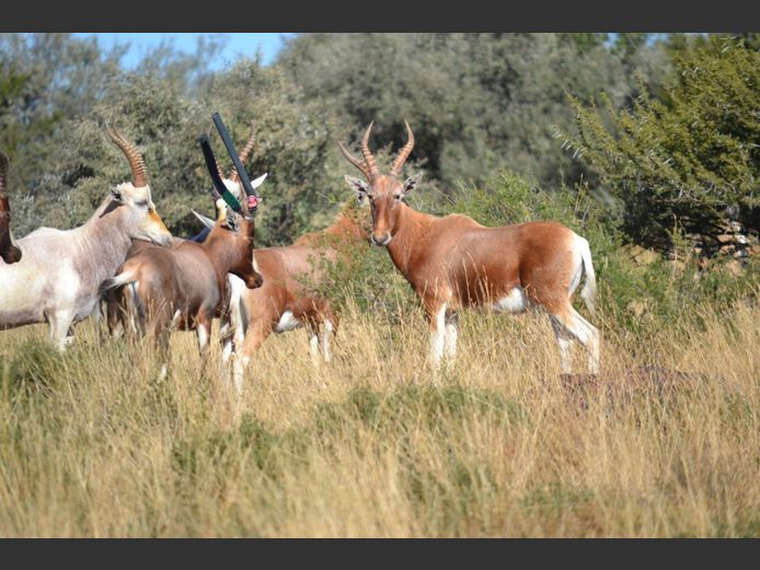 KOPER BLESBOK