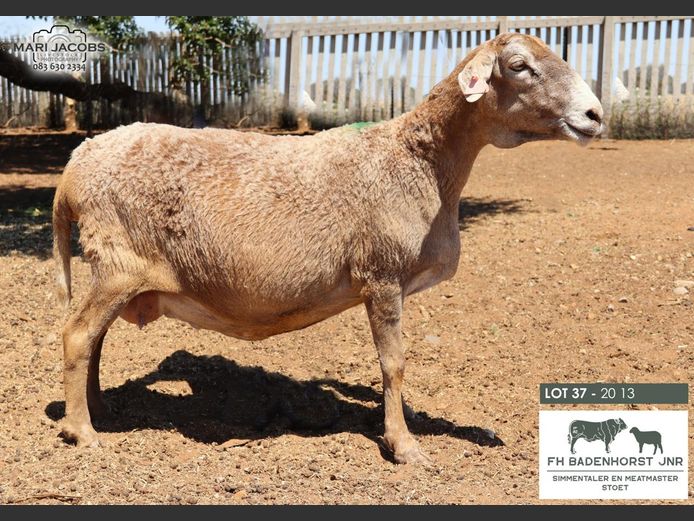 20-13 | FH Badenhorst JNR