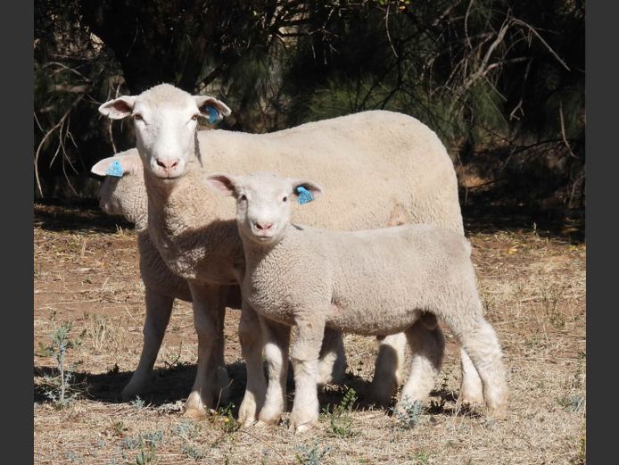 MK 230044 | M. KLOPPER