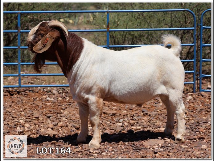 1093 24 0068 | DK BOERDERY