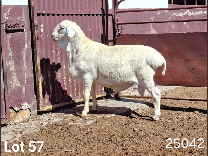 25042 | KASTEEL VAN ROOY RAMME