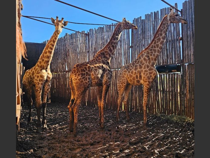 GIRAFFE | MABALINGWE