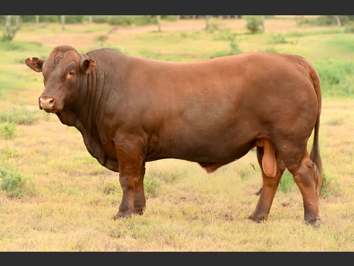 JOY 240026 | FETTING LIVESTOCK TRUST