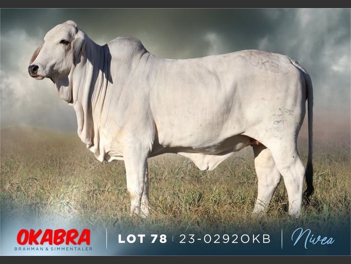 23-0292 OKB | OKABRA BRAHMAN