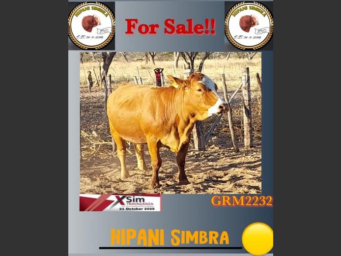 GRM2232AA | HIPANI SIMBRA