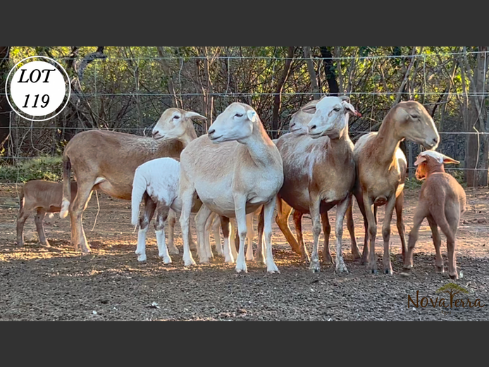 Ewes | Nova Terra Agri 