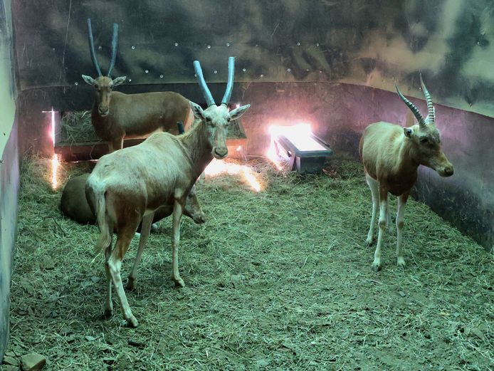 KOPER BLESBOK | LEEUWKUIL