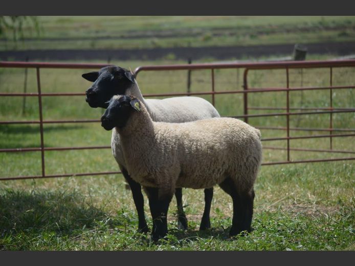 301230003 | TWEESEUNS