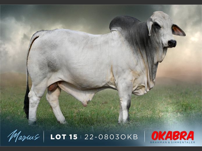 22-0803OKB | OKABRA BRAHMAN