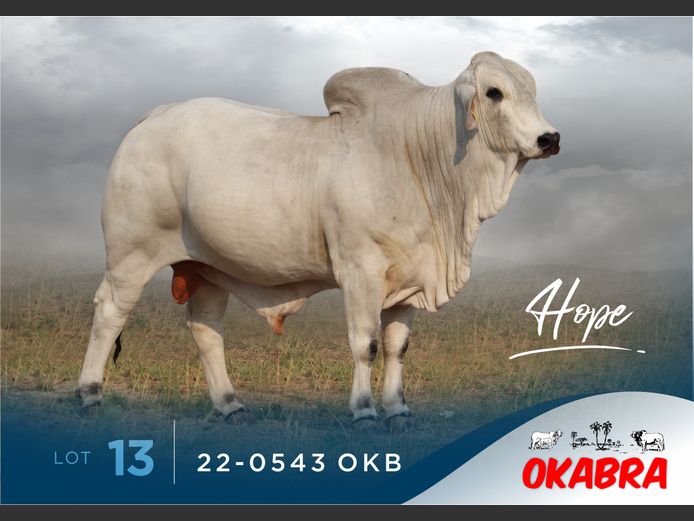 22-0543 OKB | OKABRA BRAHMANS