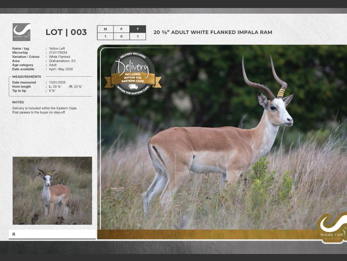 Impala - White Flanked | Woody Cape Wildlife (Pty) Ltd
