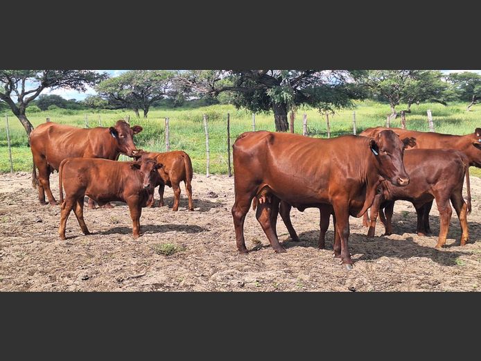 Commercial Animals | Denbot Bonsmaras