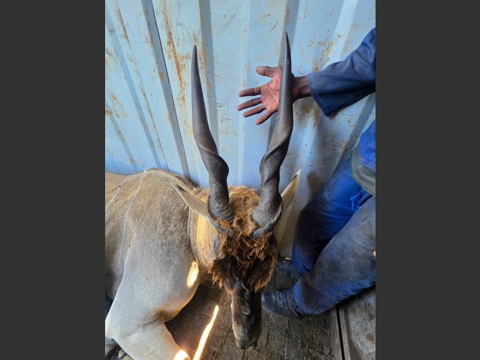 Livingston Eland Kuif Bul