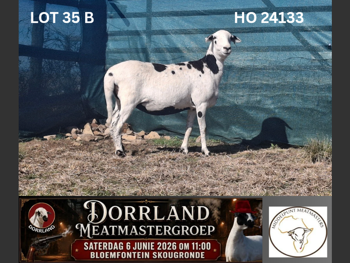 HO 24133 | Middelpunt Meatmasters