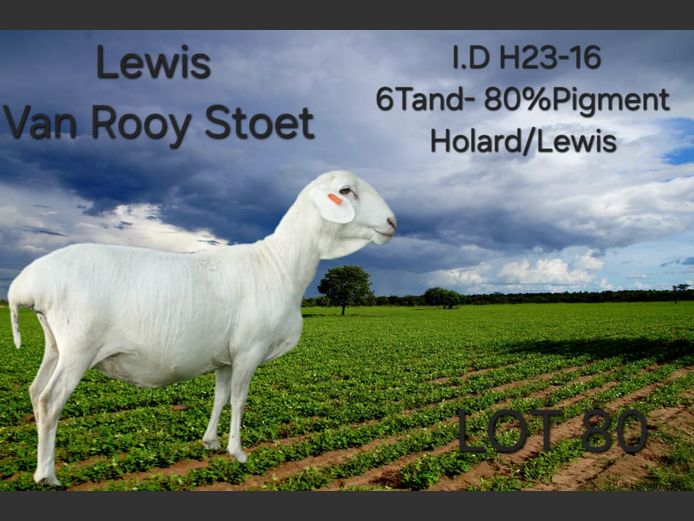 H23-16 | LEWIS VAN ROOY STUD