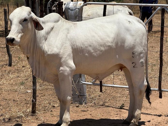 23-0050BH | PANGII BRAHMANE