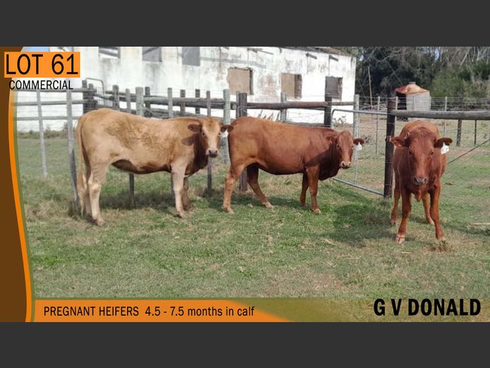 Commercial Animals | G.V.DONALD