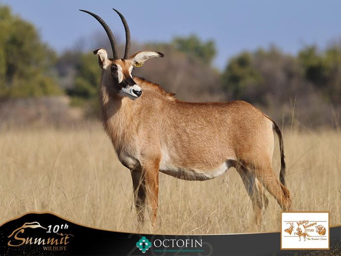 26 2/8" Roan Cow running with 36" Geronimo