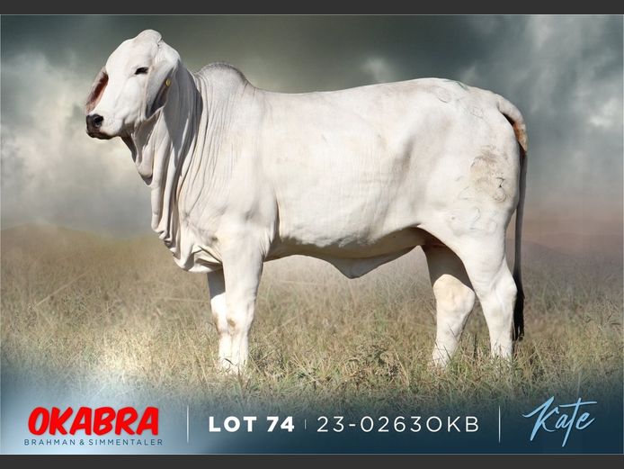 23-0263 OKB | OKABRA BRAHMAN