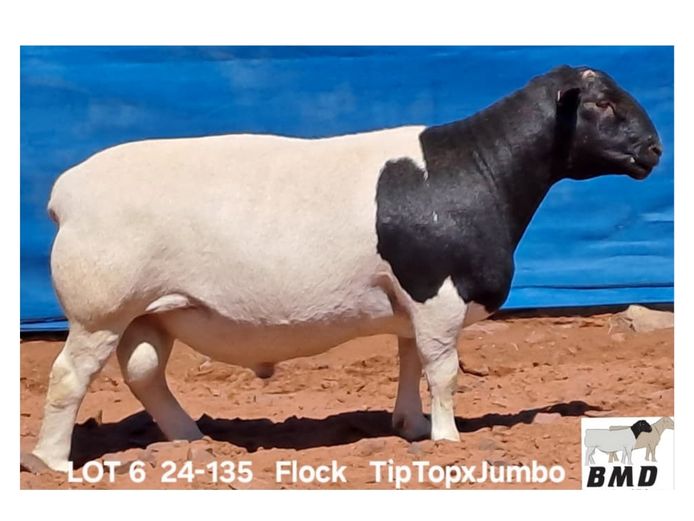 24-135 | BROER MARITZ DORPERS