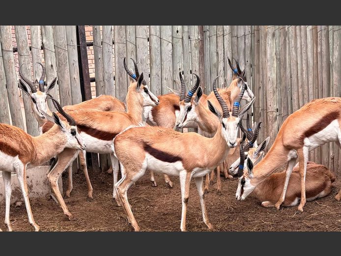 Kalahari Springbok Ramme